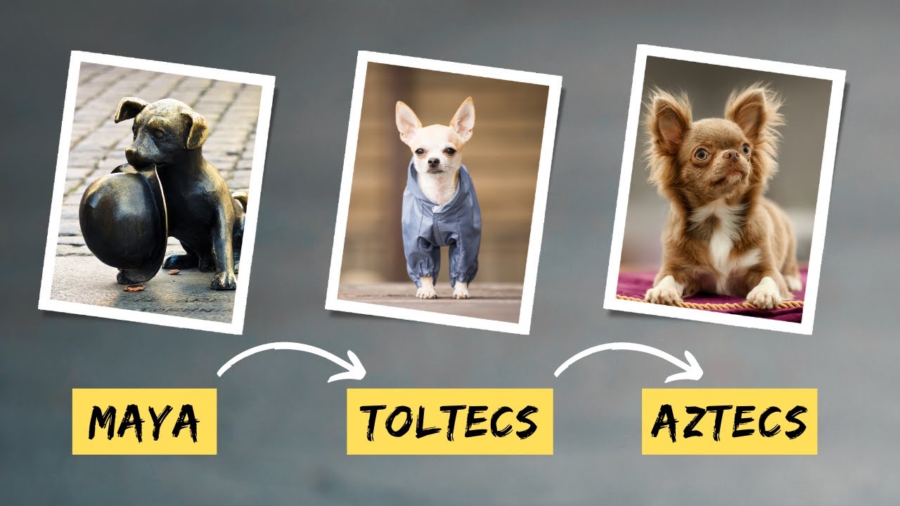 UNTOLD history of Chihuahuas - A Journey of THREE civilizations