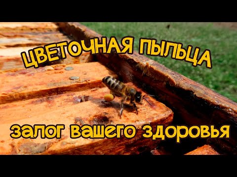 Мёд с пыльцой и прополисом 0,5л *Витаминная БОМБА* - фото 5 - id-p1572338457