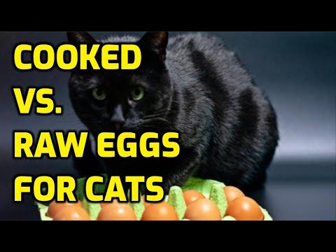 Is It Safe To Feed Cats Eggs?