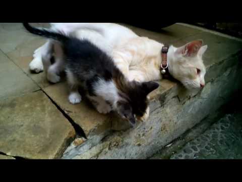 Cat plays with kitten