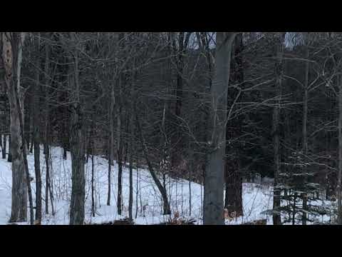 Red Fox Catching a Vole | Autumn Harvest Orchard