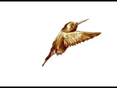 Hummingbird
