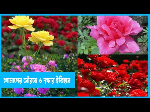 ৬ রঙের গোলাপ; বঙ্গবন্ধুর  ছয় দফা দাবি!