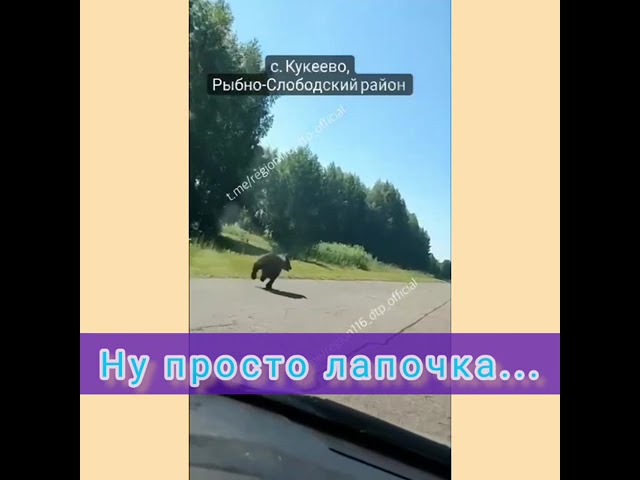 Күки авылы юлында аю бәбие чабып йөргән