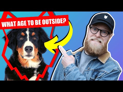 WHEN CAN MY BERNESE MOUNTAIN DOG PUPPY GO OUTSIDE OR IN THE GARDEN?