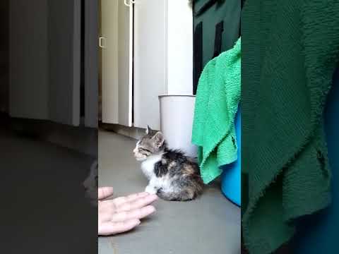 first day for adapting meow-meow