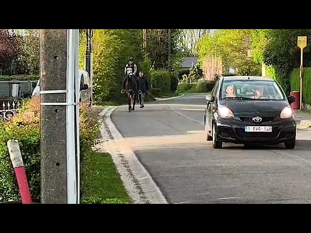 cheval de dressage 153cm au garot
