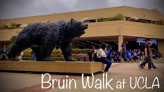 UCLA - Scenery #24 (Bruin Walk)