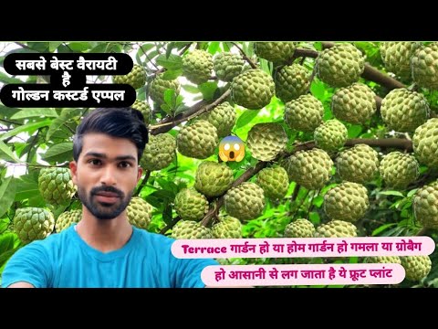 शरीफ का पौधा || Custard Apple 🍏 || Amazing fruit plant Gardening video ( @ADRGARDEN-x )