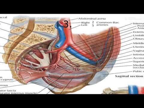 Common iiac artery and its branches