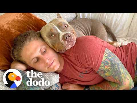 Six Reasons Why We're Obsessed With Pit Bulls ❤️ | The Dodo