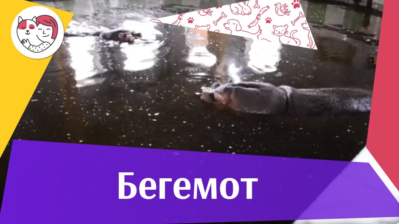 Бегемот Образ жизни на ilikepet