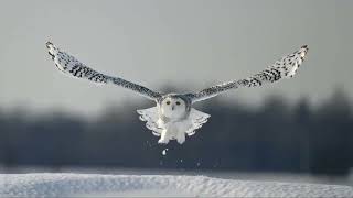 Frozen Feathers: How Birds Brave the Cold