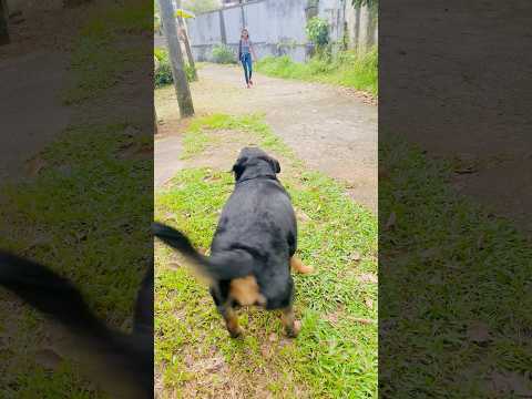 විද්දනේ පස්සට මදුරුවෙක් 😤😤😤 #doggielife #dogsshorts #rottweilerrottweiler #rottweilerdog #puppy