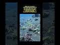 Male eel start to develop as female 😱😱 #trendingshorts #viralfacts #eel #developers