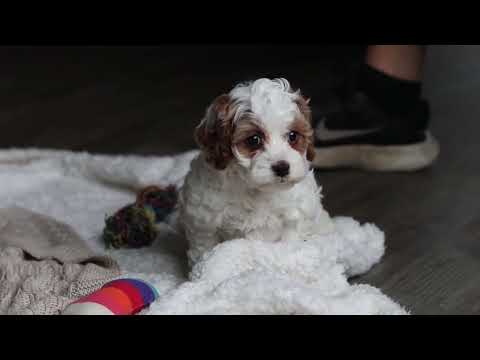 Daisy/Cockapoo									Puppy/Female	/7 Weeks,Meet the most darling F1B Cockapoo named Daisy! This girl is the definition of sweet and lovable—always ready to greet people with tail wags and snuggles. She has a playful side too, especially when there’s a toy involved or a new spot to explore. With her soft, wavy coat and warm eyes, she knows exactly how to melt hearts. Whether it’s joining in on adventures or curling up for a cozy nap, this little one may just be the perfect little sidekick for your family!