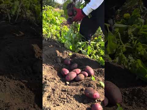 Colheita de batatinha destroyer