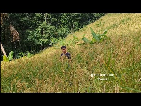 Full video compilation Part 2 Robert builds farm, harvests rice. Survival Instinct, Wilderness Alone