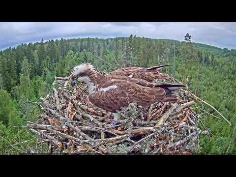 Fish overboard (kalakotkas2)