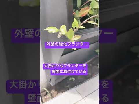 薄暗い部屋を緑化する、光のない観葉植物 4 つ  庭園