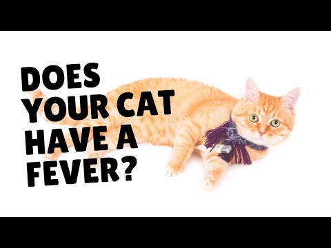 How To Tell If Your Cat Has A Fever | Two Crazy Cat Ladies