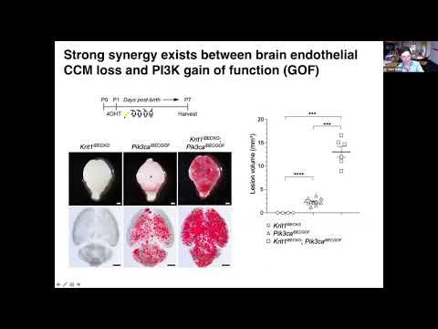 PIK3CA Mutations in CCM - Dr. Mark Kahn and Dr. Doug Marchuk