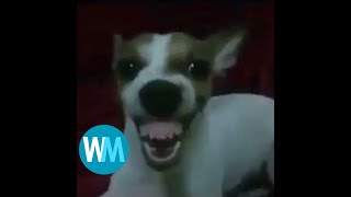 Cover art for Top 5 Dog