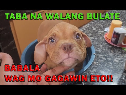WAG MO GAGAWIN ETO!! AMERICAN BULLY DOGS | DON RAIDER VLOG 315
