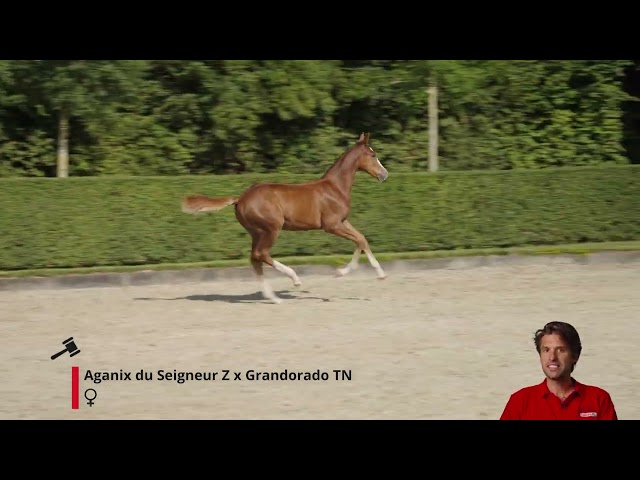 Last year Gracieuza RV Z has a foal Aganareuza RV Z (Aganix du Seigneur).