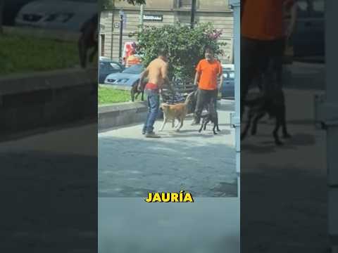 Estos perros protegieron a su dueño #animals #perros