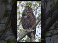 Great Horned Owls (Bubo virginianus)