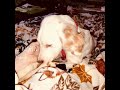 Long hair dalmatians
