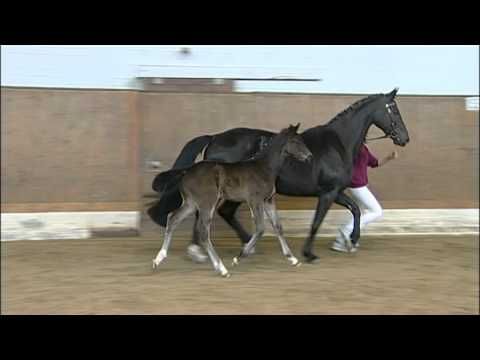 Holsteiner Verband - HF v. Armand xx - Carry