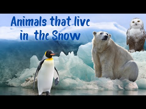 10 Animals that Live in the Snow | Snow and Cold Weather Animals