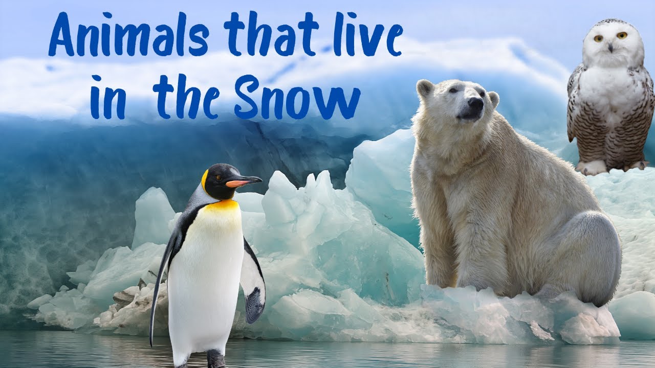 What animals can live in freezing conditions? More REF