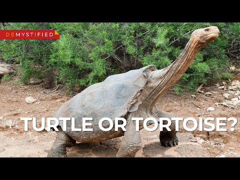DEMYSTIFIED: What’s the Difference Between a Turtle and a Tortoise? | Encyclopaedia Britannica