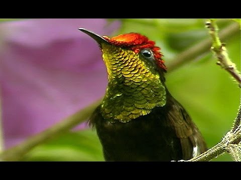 [Doku] Brasiliens fliegende Edelsteine - Auf den Spuren der Rubin-Topas-Kolibris [HD]