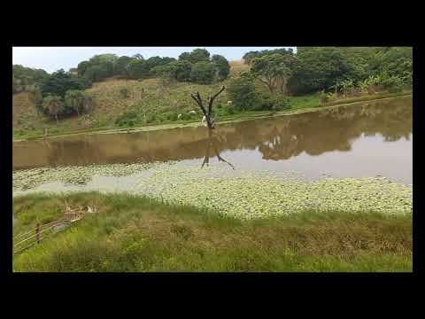 ORLA em pastos bons-ma 