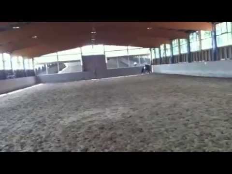 4 jährige Stute von Dr. Doolittle