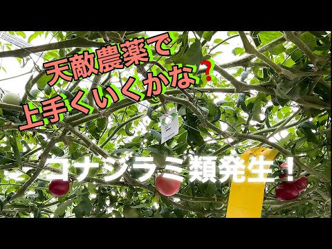 コナジラミに対する緑色の昆虫 Macrolophus caliginosus