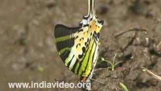 Fivebar Swordtail or Pathysa antiphates