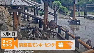 【ライブカメラ】GW限定 お天気×お猿さんライブカメラ <兵庫県 淡路島モンキーセンター>2025年5月6日(火) #gw