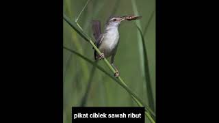 Download lagu pikat ciblek sawah ribut mp3
