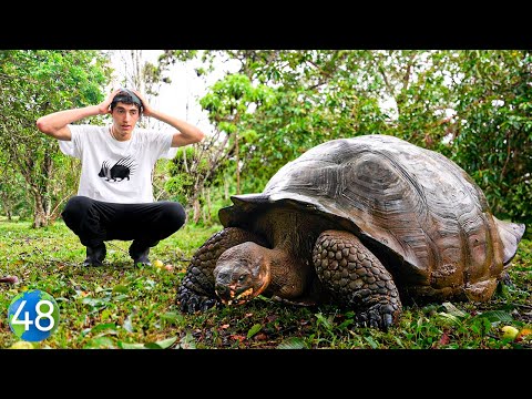 La Isla De Las Tortugas Gigantes! - Vuelta Al Mundo En 80 Días
