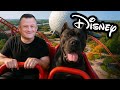 We Took A TRAINED PROTECTION DOG To DISNEY WORLD And THIS Happened