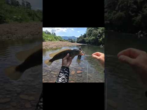 RIO MAQUINÉ TEM PEIXE GRANDE – O REINO DOS JACUNDÁS! #pescaria