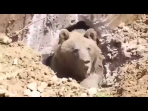 Angry 10 feet Grizzly BEAR accidentally woken up from Hibernation by construction crew! Watch!