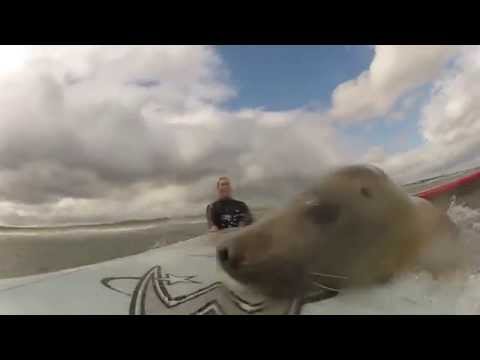 2 Surfer's Let A Friendly Sea Lion Ride Thier Surfboard