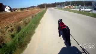 preview picture of video 'With my dog go to the Kickbike'