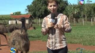 Miniatura do vídeo